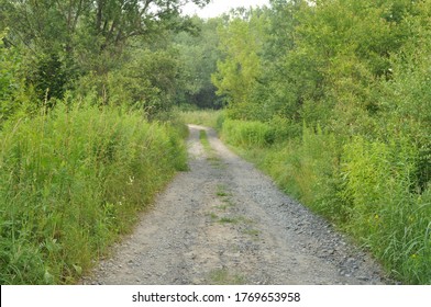 Path leading to plots through the forest