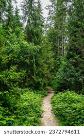 Path leading through dense spruce forest. Tourist route.