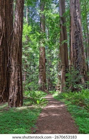 Path leading through towering old growth redwood forest, Cheatham Grove, Grizzly Creek Redwoods State Park, CA