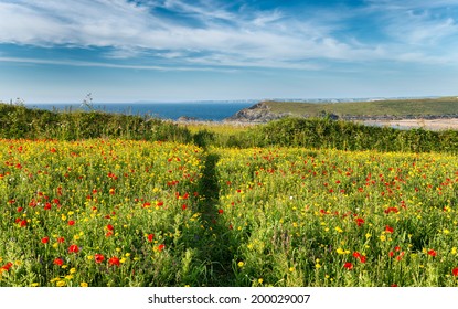 Path leading through a wildflower meadow on cliffs above Crantock Beach at West Pentire near Newquay in Cornwall - Powered by Shutterstock