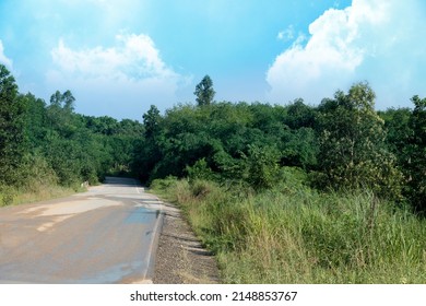 path leads straight into the forest of wet and damaged asphalt roads. beside ground of green grass and rubber trees. Under the blue sky.