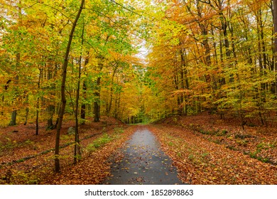 A path leads through the colorful autumn forest