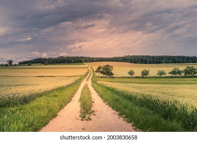 Path leads through cornfields in Hegau, Baden-Wuerttemberg, Germany