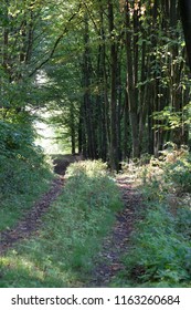 Path leads through the forest