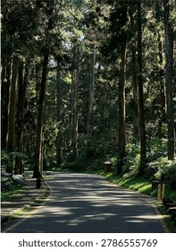 The Path of Light and Shadow A small, winding road winds through a tranquil forest, lined with tall trees on both sides, giving the feeling of stepping into the embrace of nature.