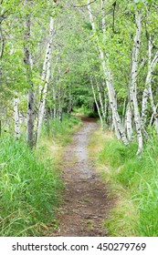 Path lined with birch trees in Acadia National Park.