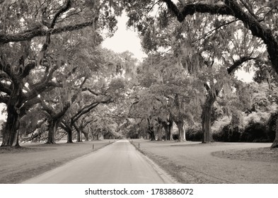 Path lined by old oaks.