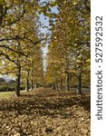 path lined with platanus trees in autumn