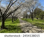 Path lined with rows of blossoming trees near the Centennial Arboretum in West Fairmount Park, Philadelphia