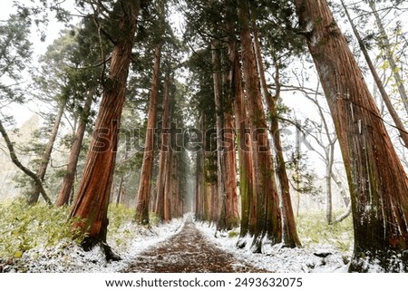 A path lined with tall cedar trees entering the snowy season at Togakushi Shrine, Nagano, Japan.