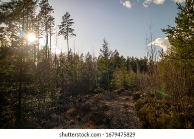 Path in the lonely forest