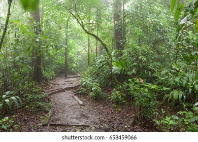 Path in lush rainy rainforest Costa Rica