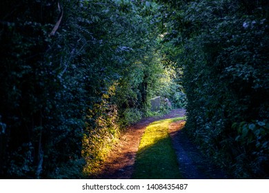 path in a magical forest at sunset