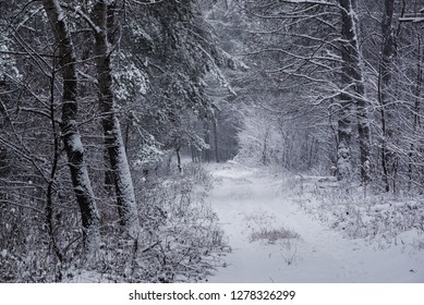 Path in the magical winterforest