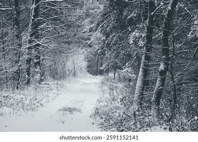 Path in the magical winterforest
