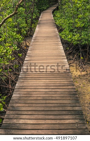 Path in Mangrove forest