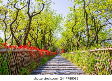 the path with many trees