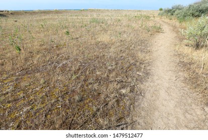 Path In The Maquis Shrubland Without People In Summer