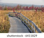   path in marsh