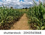 A path for a maze is cut out of a corn field with a blue sky filled with puffy cotton like cumulous clouds.