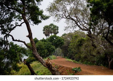 path in mid of trees
