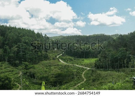 path in the middle of dense bushes