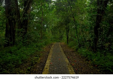 path in the middle of a dense forest
