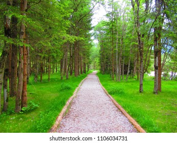 Path in the middle of the forest.
