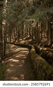 Path in the middle of the forest