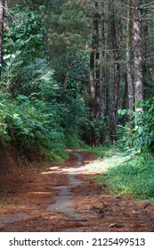 the path, in the middle of the pine forest