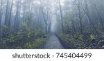 path in misty forest 