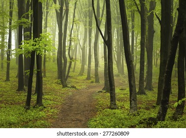 Path In Misty Forest