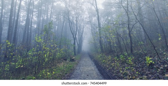 path in misty forest 