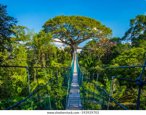 The path to mother earth, on a high\
suspended bridge in an Amazonian Canopy,\
Peru
