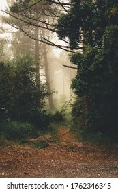 Path in the mountain between trees that goes into forest with fog.