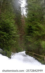 a path in the mountains through the forest