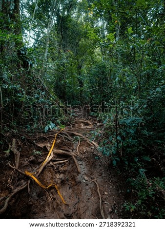 Path to the mountaintop with a strong tree root base