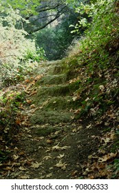 Path in the mysterious forest