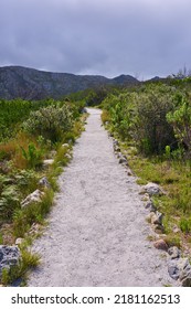 A Path In A Nature And Plant Conservation Park On An Overcast Afternoon. Beautiful Landscape Of A Footpath Or Pathway Outdoors Through Lush Green Foilage On A Cloudy Winter Day