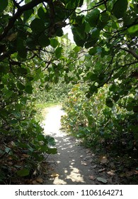 Path on the beach