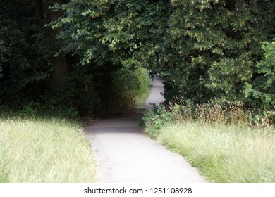 Path on the forest