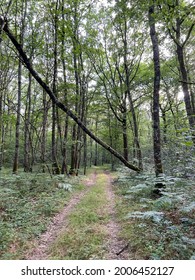 Path On A Forest In Burgundy - France