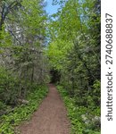 A path on the Forest surrounded by trees 