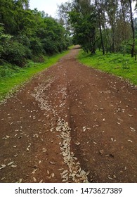 path on hill and trees