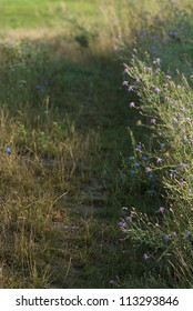 path on a meadow, summertime