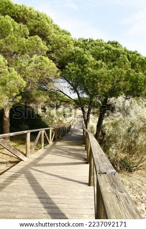 A path on stilts on the beach of Bolonia, through the pine forest and white broom in bloom, 20 kilometers north of Tarifa, in the region of Andalusia, Spain Foto stock © 