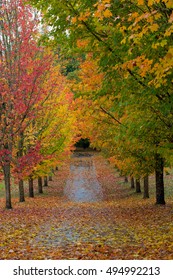 Path in Oregon Lined with Maple Trees in Fall Season