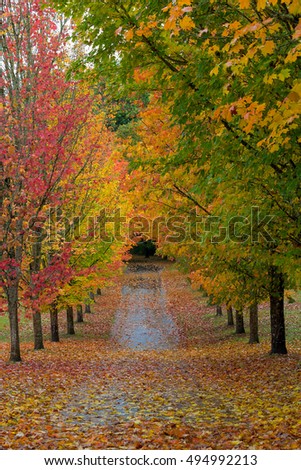 Path in Oregon Lined with Maple Trees in Fall Season