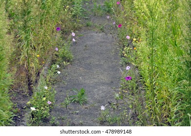 Path In An Overgrown Garden