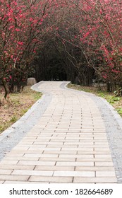 Path In A Park